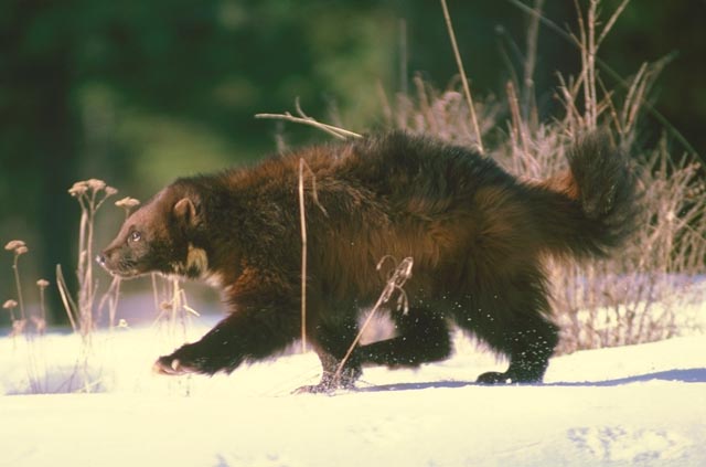 Angry Wolverine Animal