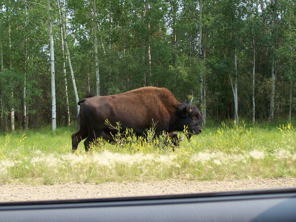 Bison along the road