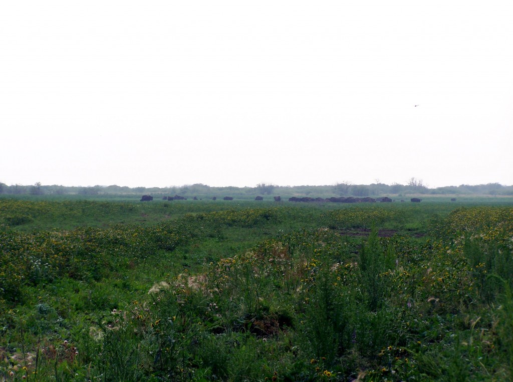 Buffalo roaming near Hay-Zama Lake