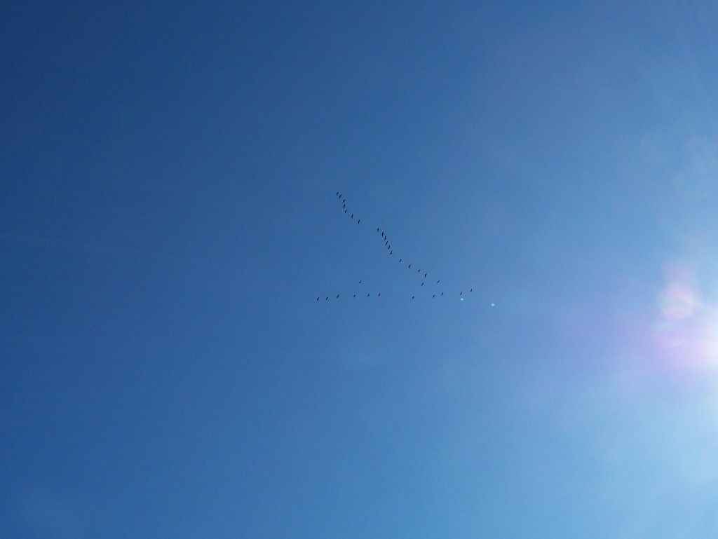 Sandhill cranes migrating